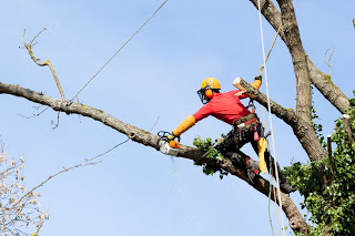 Tree Removal Service Bronx Image